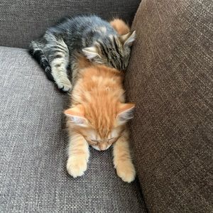 Meet your Posher, Victoria